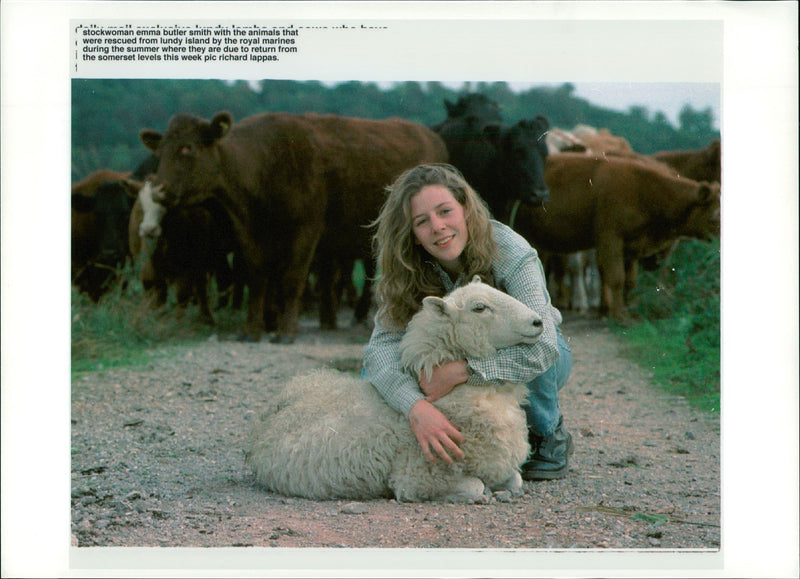 Animal Sheep. - Vintage Photograph