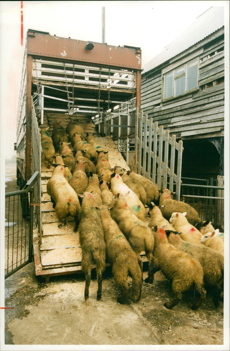 Animal Sheep. - Vintage Photograph