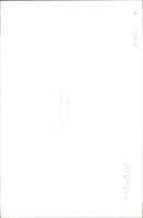 Animal Sheep. - Vintage Photograph