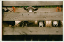 Animal Sheep. - Vintage Photograph