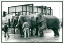 Elephant Animal - Vintage Photograph