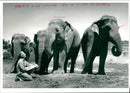 Elephant Animal - Vintage Photograph