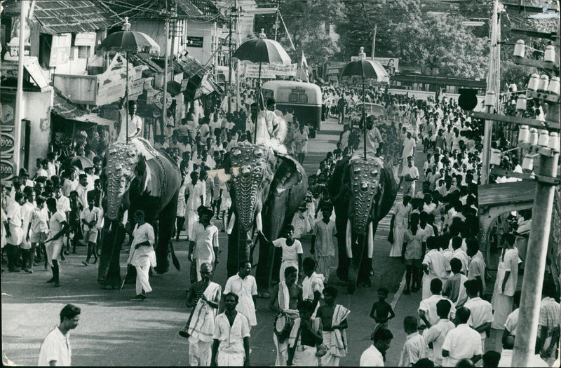 Elephant Animal - Vintage Photograph