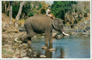 Elephant Animal - Vintage Photograph