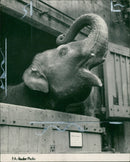 Rajah, the London Zoo's Indian elephant, is to be shot after appeals against the decision fail. - Vintage Photograph