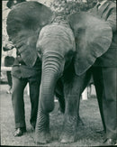 Elephant Animal - Vintage Photograph