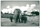 Elephant Animal - Vintage Photograph