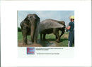 Elephant Animal - Vintage Photograph