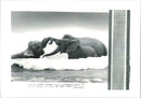 Elephant Animal - Vintage Photograph