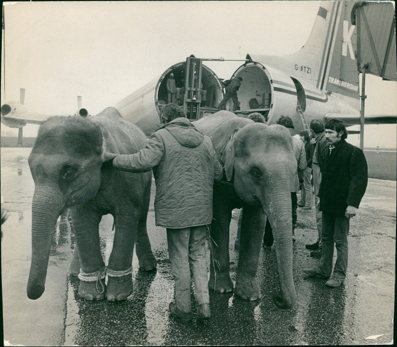 Elephant Animal - Vintage Photograph