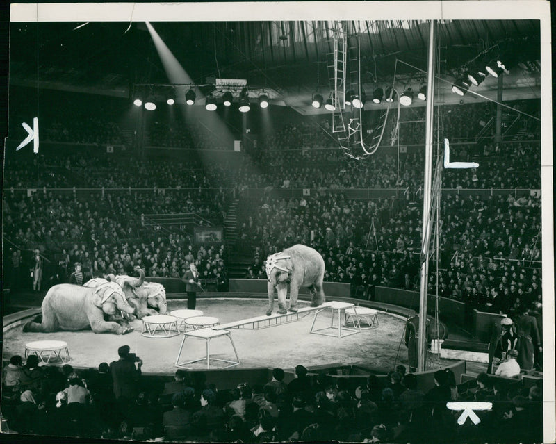 Elephant Animal - Vintage Photograph