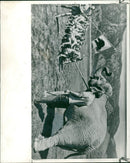 Elephant Animal - Vintage Photograph