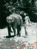 Elephant Animal - Vintage Photograph