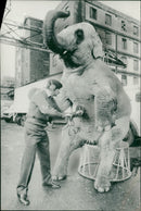 Elephant Animal - Vintage Photograph