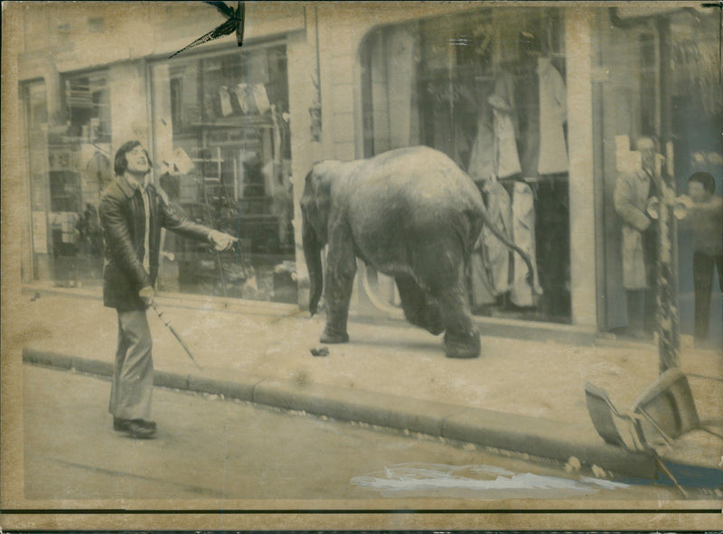 Elephant Animal - Vintage Photograph