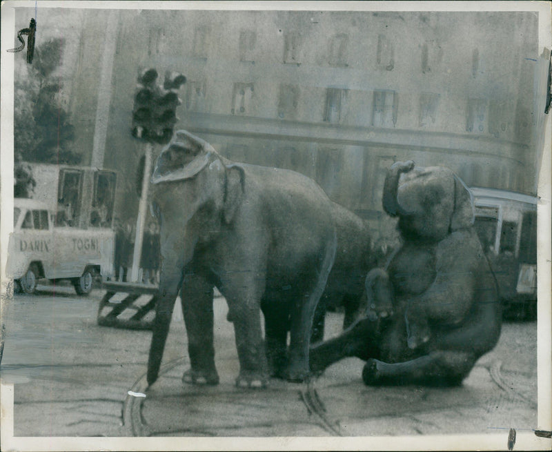 Elephant Animal - Vintage Photograph