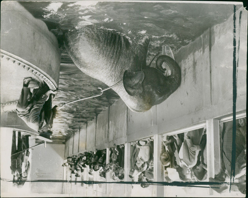 Elephant Animal - Vintage Photograph