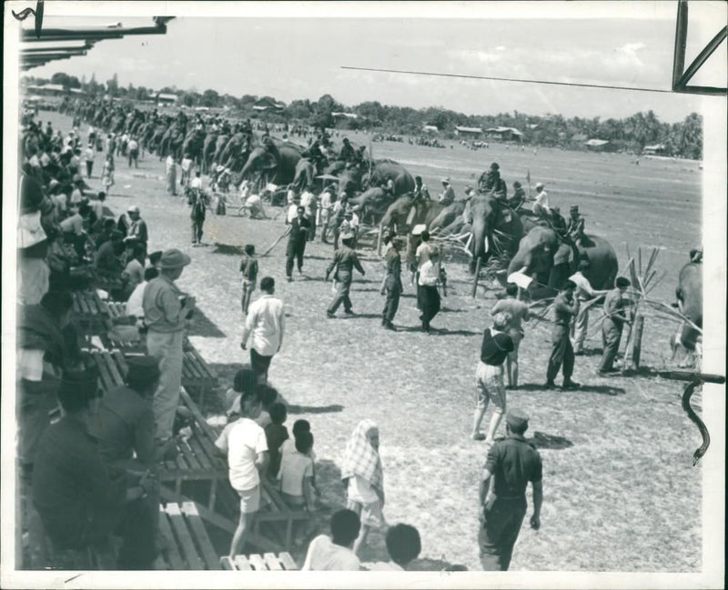 Elephant Animal - Vintage Photograph