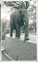 Elephant Animal - Vintage Photograph