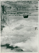 Elephant Animal - Vintage Photograph