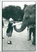 Elephant Animal - Vintage Photograph