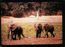 Elephant Animal - Vintage Photograph