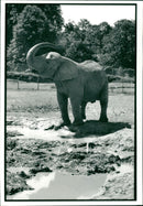 Elephant Animal - Vintage Photograph
