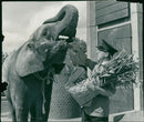 Elephant Animal - Vintage Photograph
