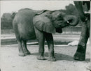 Elephant Animal - Vintage Photograph