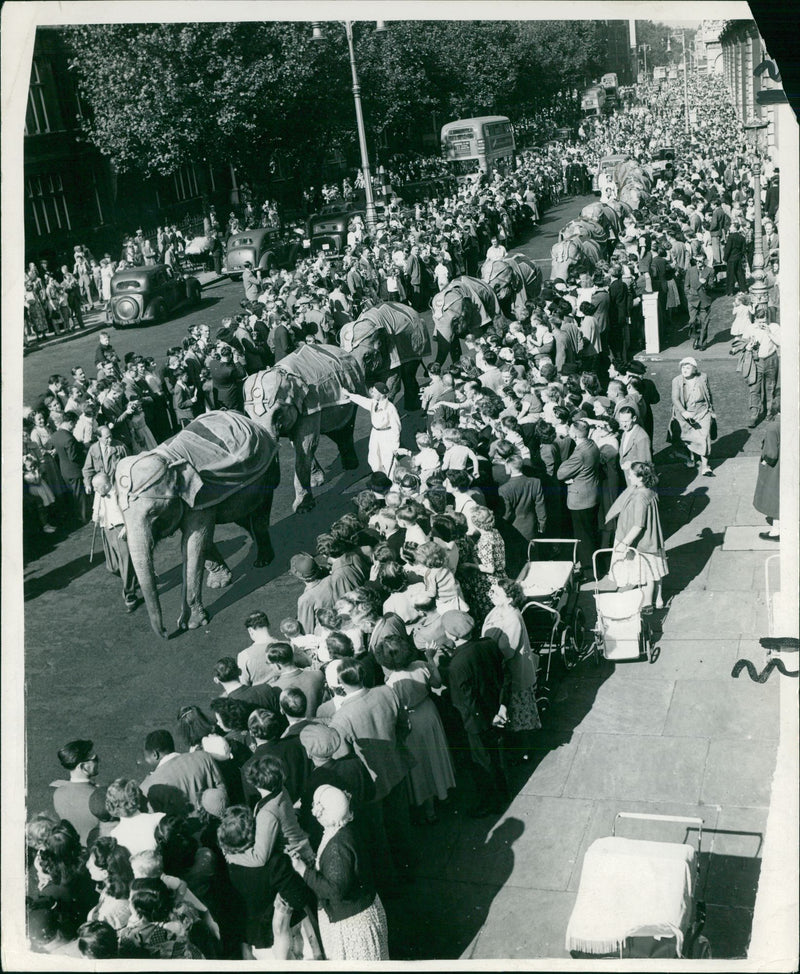 Elephant Animal - Vintage Photograph