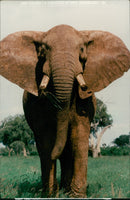 Elephant Animal - Vintage Photograph