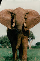 Elephant Animal - Vintage Photograph