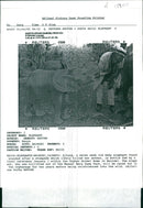 Elephant Animal - Vintage Photograph