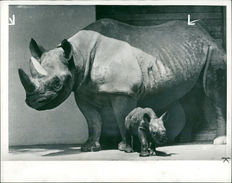 Animal: Rhinoceros - Vintage Photograph