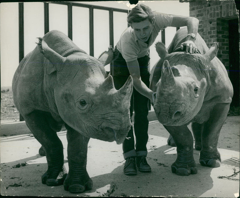 Animal: Rhinoceros - Vintage Photograph