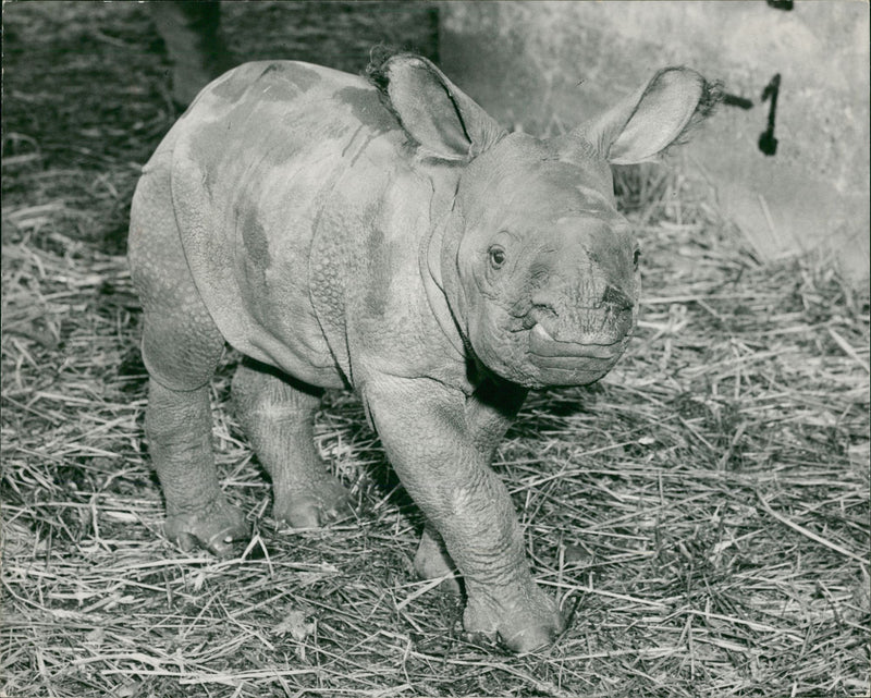 Animal: Rhinoceros - Vintage Photograph