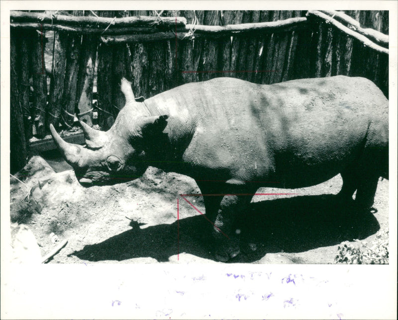 Animal: Rhinoceros - Vintage Photograph