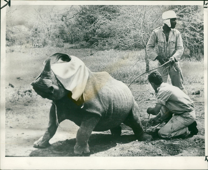 Animal: Rhinoceros - Vintage Photograph