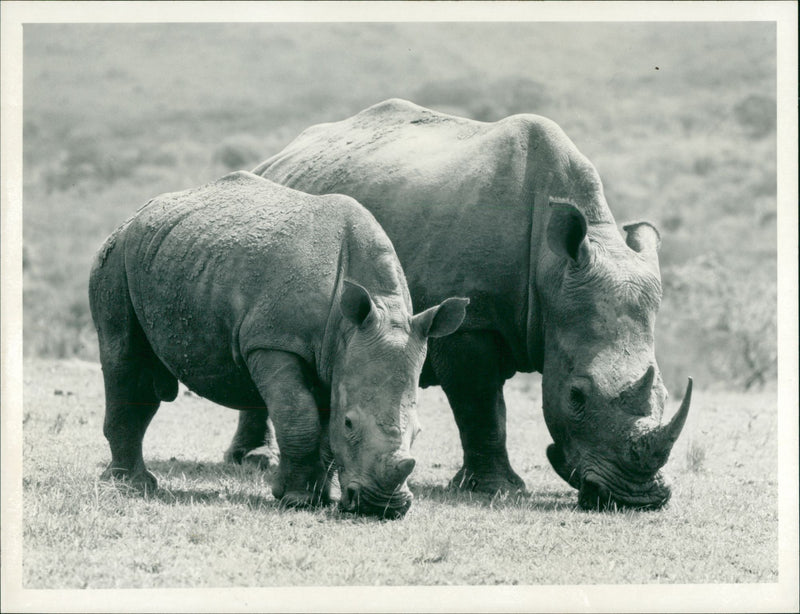 Animal: Rhinoceros - Vintage Photograph