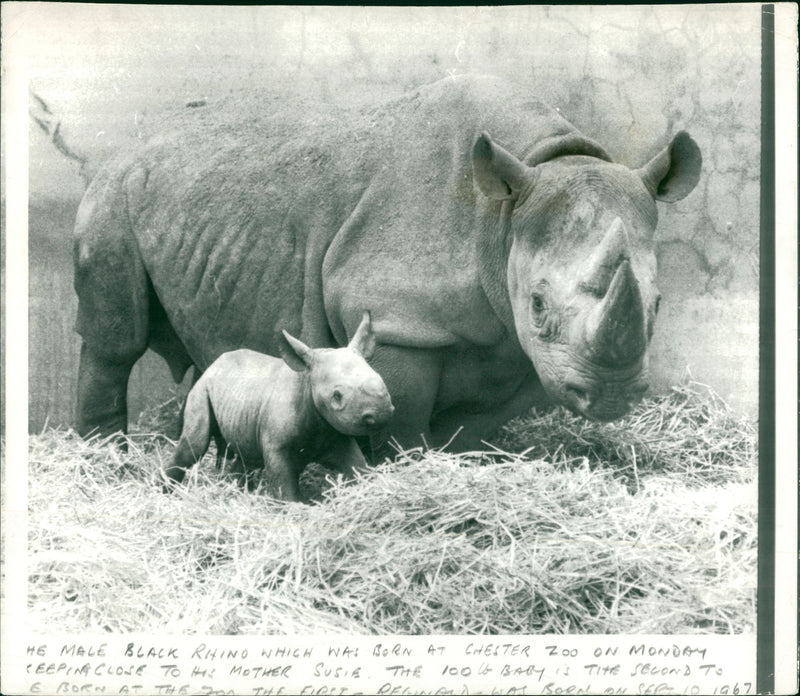 Animal: Rhinoceros - Vintage Photograph