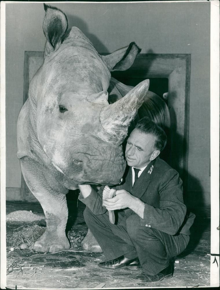 Animal: Rhinoceros - Vintage Photograph