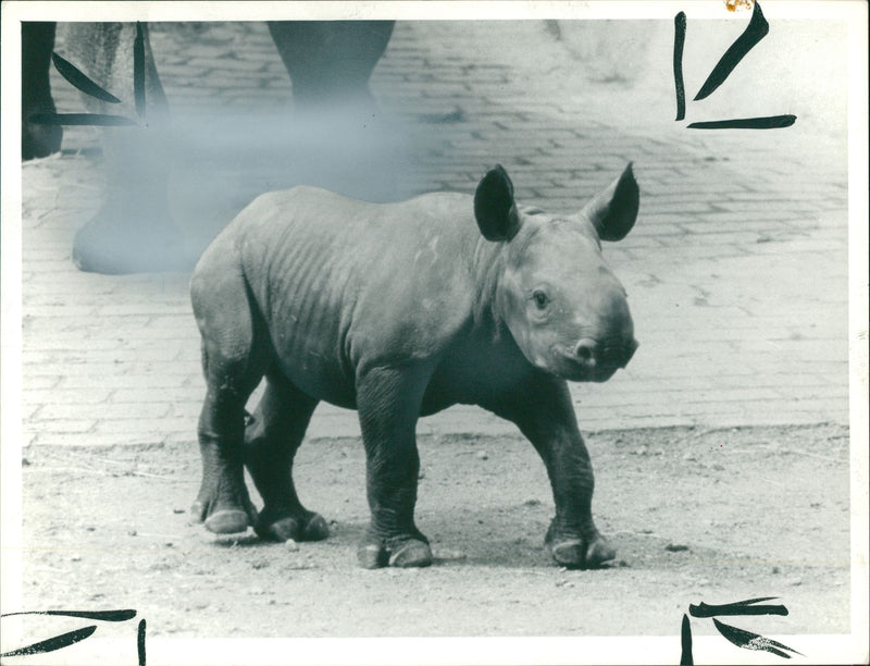 Animal: Rhinoceros - Vintage Photograph