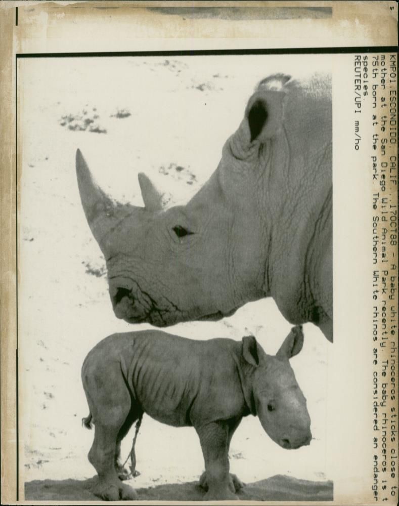 Animal: Rhinoceros - Vintage Photograph