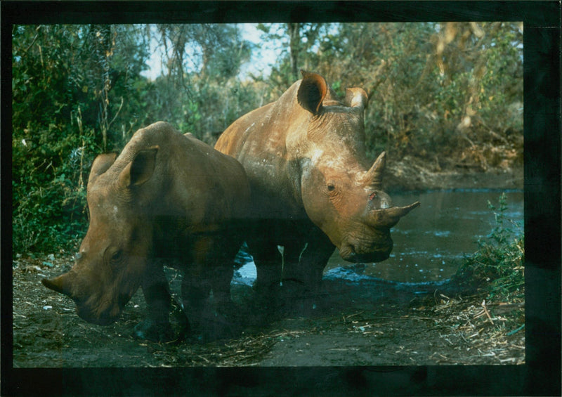 Animal: Rhinoceros - Vintage Photograph