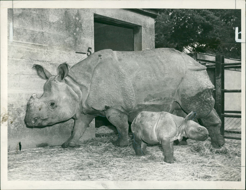 Animal: Rhinoceros - Vintage Photograph