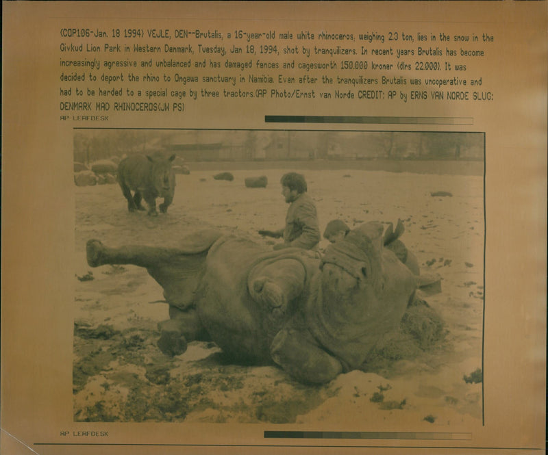 Animal: Rhinoceros - Vintage Photograph