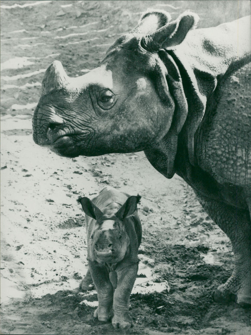 Animal: Rhinoceros - Vintage Photograph