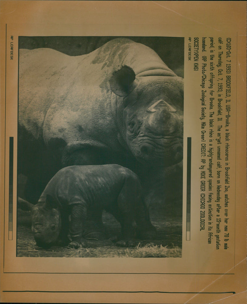 Animal: Rhinoceros - Vintage Photograph