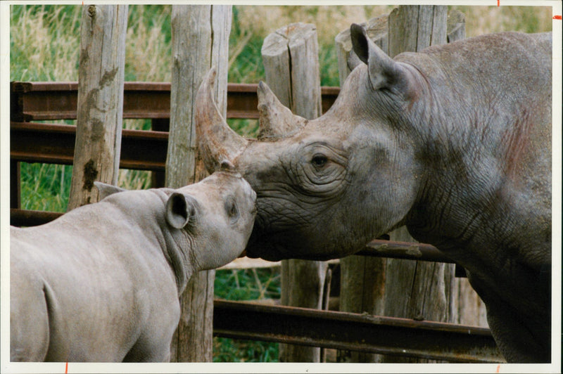 Animal: Rhinoceros - Vintage Photograph