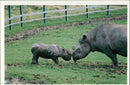 Animal: Rhinoceros - Vintage Photograph